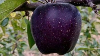 Black Apples Exist and Apparently They Taste Sweeter Than Honey