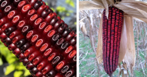 People Saved This ‘Jimmy Red’ Corn From Extinction And Now It’s Used To Make Crazy Good Food And Whiskey
