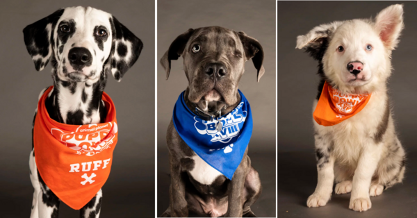 Meet The Special Needs Dogs Of Puppy Bowl XVIII. Spoiler Alert – They Are Adorable!
