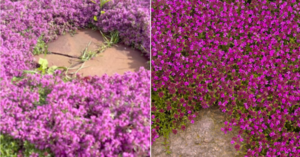 Move Over Green Grass, Pink Lawns Are The Hot New Trend That Requires Zero Maintenance