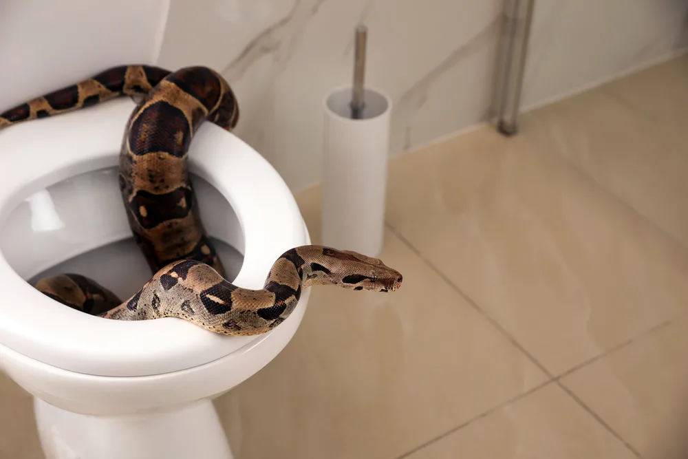 Which animals can swim up your toilet? - BBC News