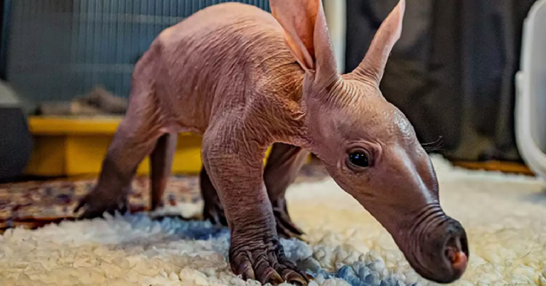 This Adorable Baby Aardvark Was Named After The Harry Potter Character Dobby and I Can Totally See Why