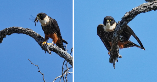 A Bat Falcon Is Spotted In The United States For The First Time Ever