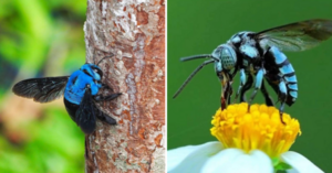 Yes, Blue Bees Are Real and You Can Protect Them With Bee Friendly Gardens