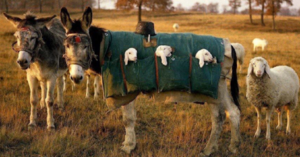Donkey Nannies Exist, And They Have The Cutest Job Ever