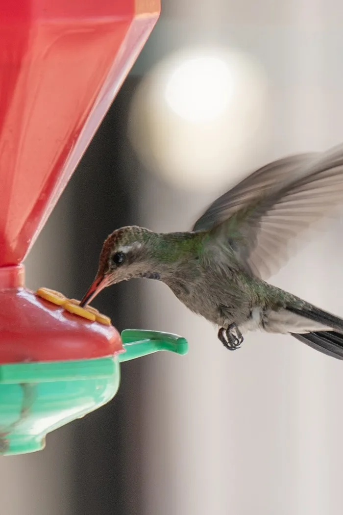 hummingbird hat feeder