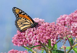 You Can Get Free Butterfly Garden Seeds To Help Save The Butterflies. Here’s How.