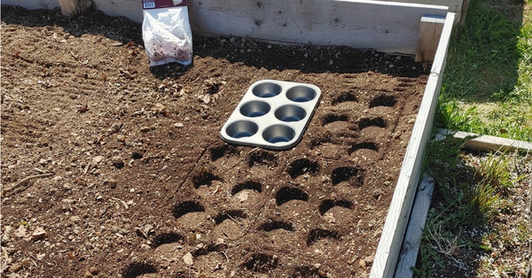 People Are Using Muffin Tins to Help Plant Vegetables in the Garden