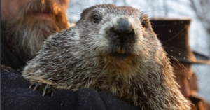 Did Punxsutawney Phil Predict A Longer Winter or An Early Spring?