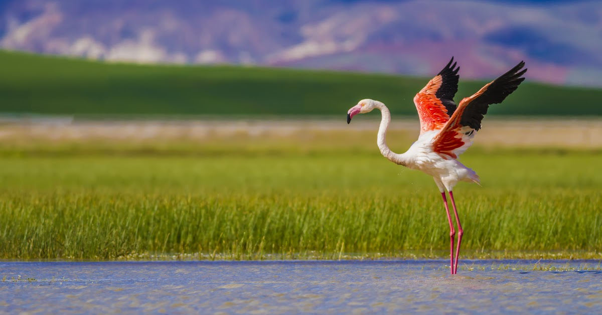 A Flamingo That Went Missing From A Zoo In 2005 Has Been Spotted In Texas!