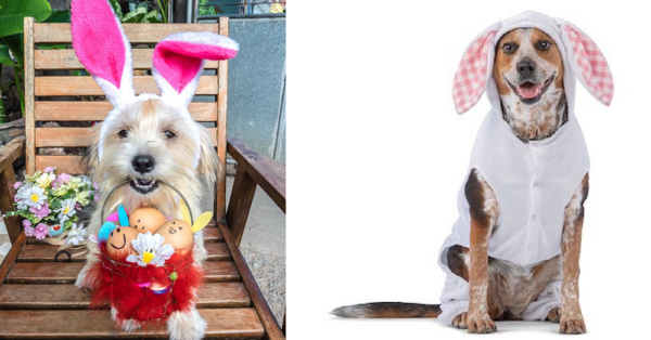 You Can Get A Free Easter Photo Of Your Pets And Kids With The Easter Bunny At PetSmart