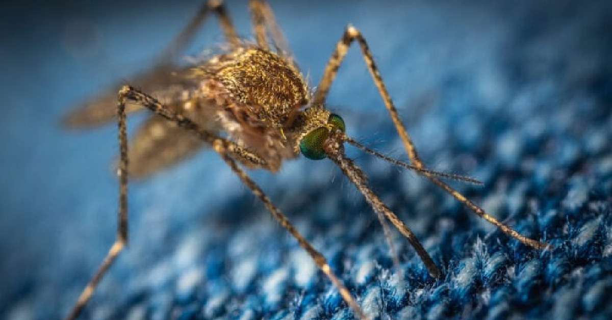 Genetically Modified Mosquitoes To Be Released Once Again and It Is Terrifying