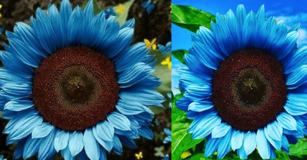 You Can Plant Midnight Oil Blue Sunflowers And I Need Them In My Yard