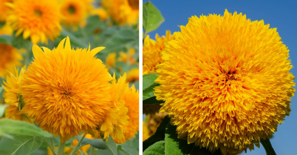 Teddy Bear Dwarf Sunflowers Exist And They Look Like Fluffy Balls Of Sunshine