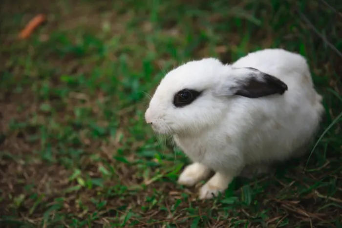 Starbucks Releases A Floppy Bunny Mug Just in Time for Easter