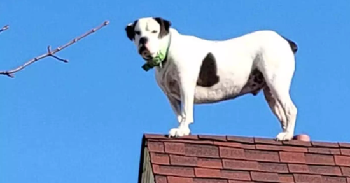 Firefighters Rush To Help A Dog Trapped On A Roof Only To Find It’s A False Alarm