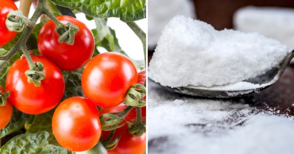 Here’s How You Can Use Epsom Salt To Make Your Homegrown Tomatoes Sweeter