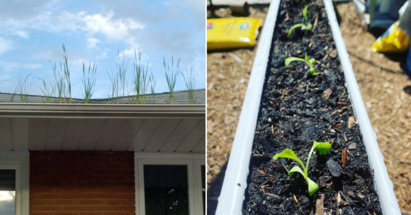 Gutter Gardening Is the New Gardening Trend and It Is Pure Genius
