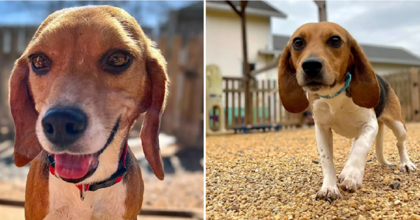 400 Beagles Set To Be Euthanized In Virginia Were Rescued And Are Now Up For Adoption