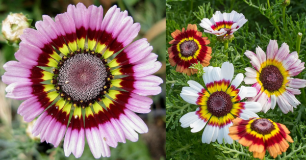 This Mix Of Painted Daisy Flowers Is The Splash Of Color Your Yard Needs This Summer