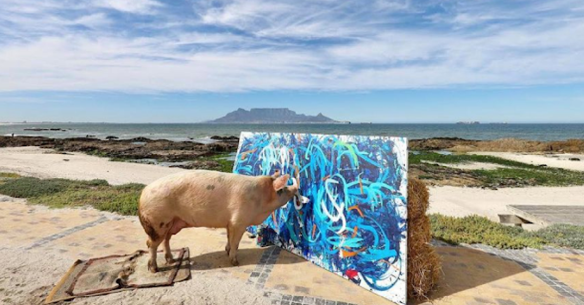 Pigcasso Is A World-Famous Painting Pig And Her Works Sell For Thousands