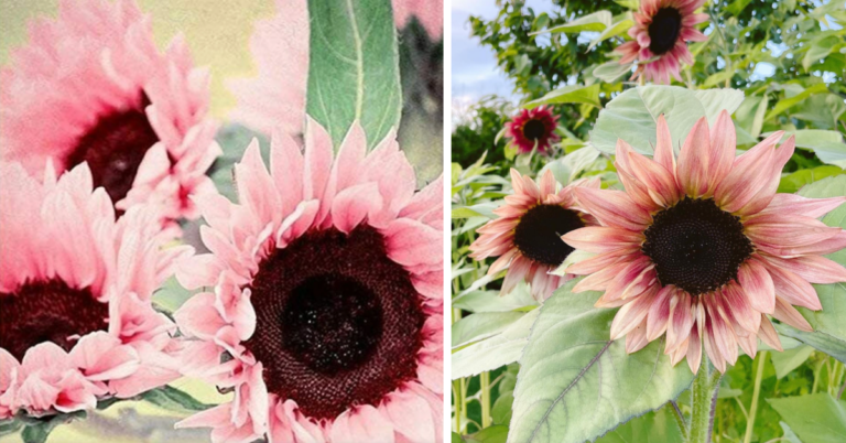 You Can Plant Midnight Oil Pink Sunflowers and I Need Them In My Yard