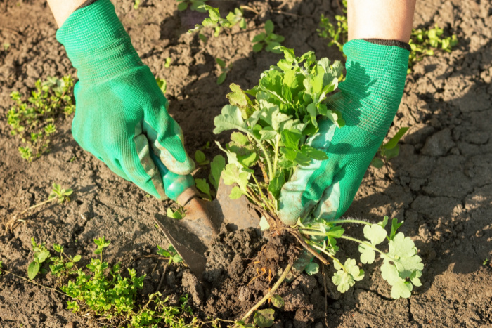 Here's Why You'll Want to Think Twice Before Throwing Away Your Weeds