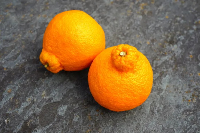 Sumo oranges for Valentine's Day — Steemit