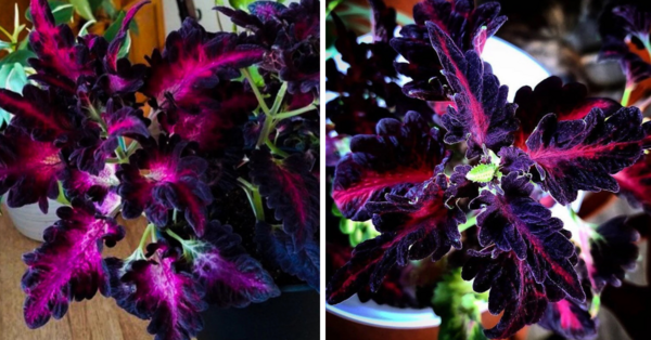 You Can Grow Black Dragon Coleus Plants And They Are Perfect For Your Gothic Garden