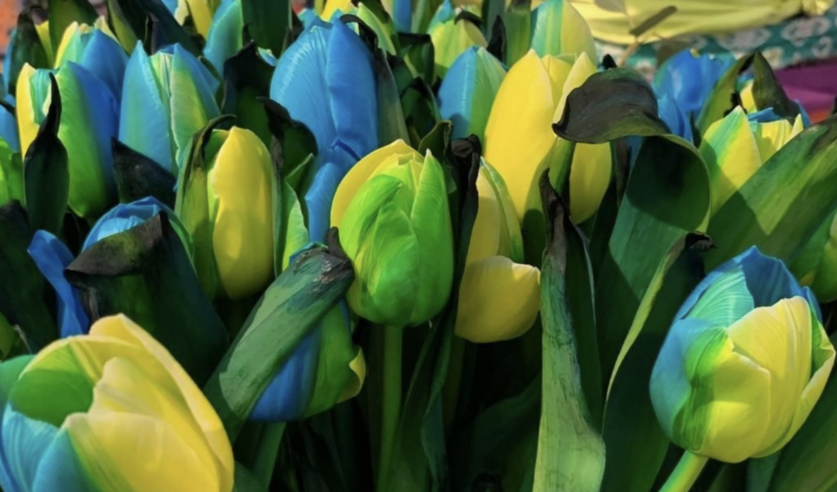 These Yellow and Blue Tulips Were Made to Honor Ukraine and Named the “Tulip Ukraine”