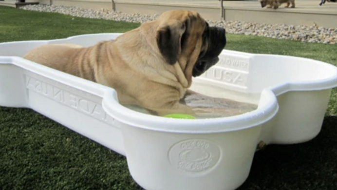 You Can Get A Bone Shaped Pool For Your Dog And It Is Perfect for Summer
