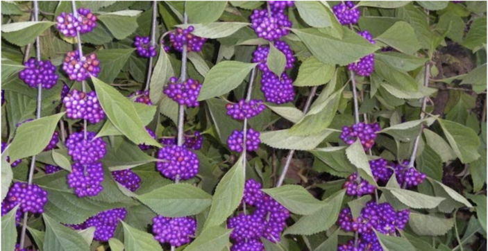 This Shrub Is A Natural Mosquito Repellent That You Can Grow In Your Yard