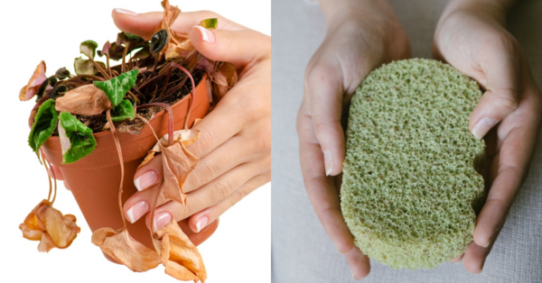 If You Have Dying Plants, Try This Simple Sponge Hack