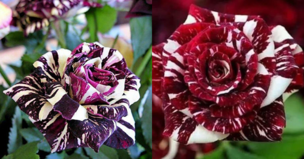 You Can Plant A Black Dragon Rose Bush And It Is Gorgeous