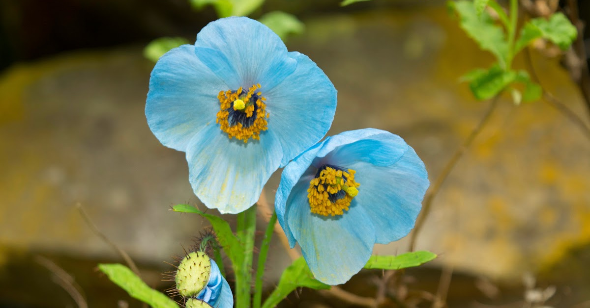 You Can Grow Blue Himalayan Poppies That Are Edible