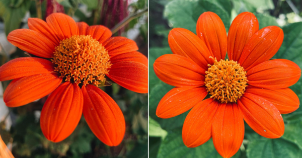 You Can Plant Mexican Torch Sunflowers That Have Bright Orange Petals