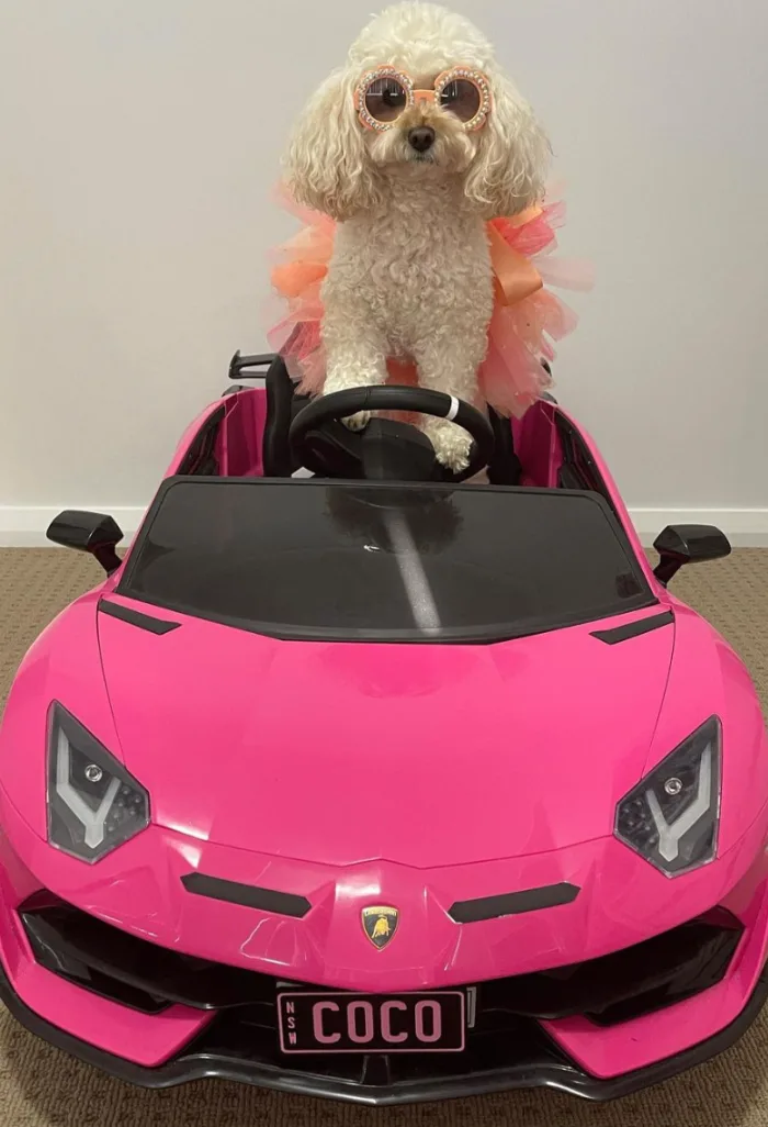 Coco Is Perhaps The Most Spoiled Dog Ever And She Even Has Her Own Pink  Lamborghini to Prove It