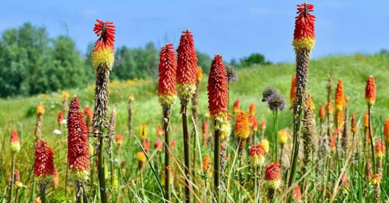 You Can Plant Red Hot Poker Torch Lily Flowers In Your Yard and I’m Obsessed
