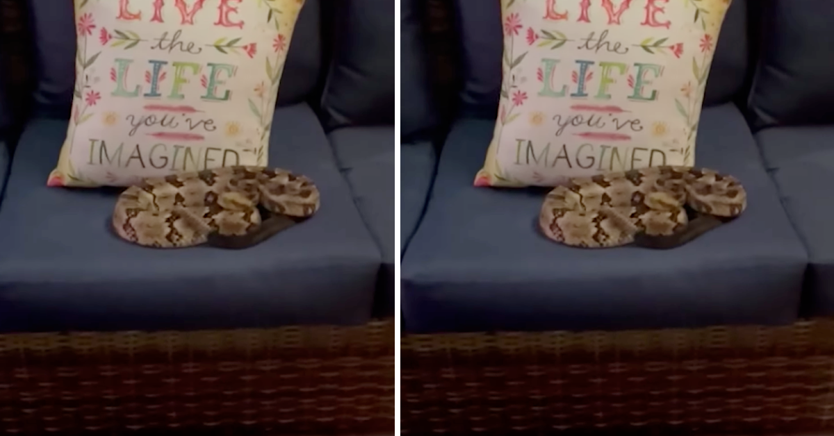 This Family Found A Rattlesnake Curled Up On Their Couch After They Were Just Sitting On It