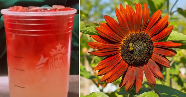 How to Order The Sunflower Drink off The Starbucks Secret Menu