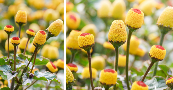 You Can Plant Flowers That Look Like Tiny Eyeballs That Can Also Be Used Soothe Toothache Pain