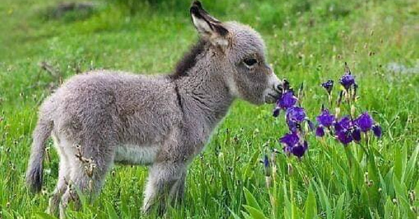 There Are Dwarf Donkeys You Can Own As A Pet And They Are Adorable