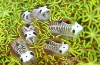 These Skeleton Panda Sea Squirts May Just Be The Coolest Thing on The Planet