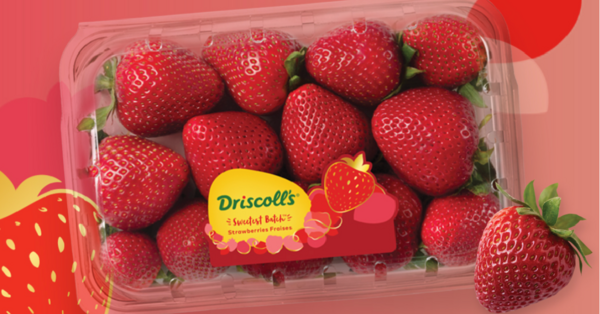 Sweetest Batch Strawberries Are Loaded with Fruit Punch and Strawberry Candy Flavor