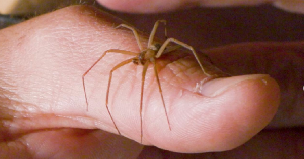 Here’s How To Recognize A Brown Recluse Spider So That You Can Stay Safe