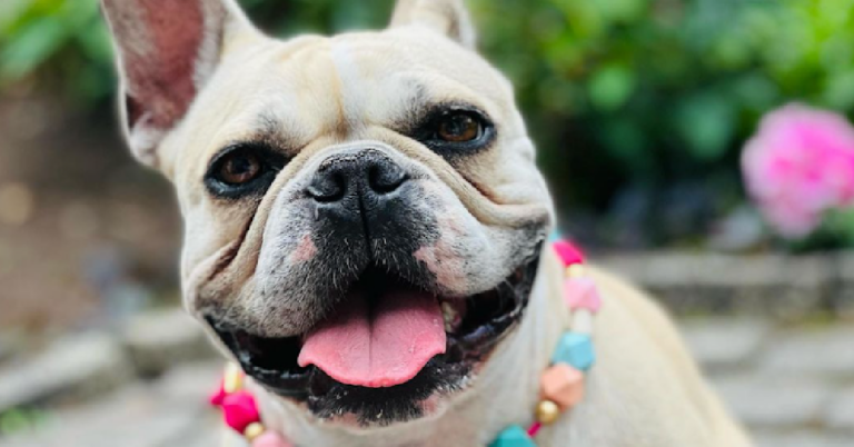 French Bulldog Theft Is Apparently Now A Thing So Watch Your Dogs Closely