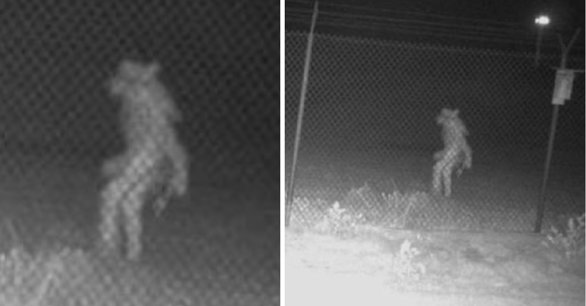A Texas Zoo Caught A Mysterious Object on Camera. Is It A Chupacabra?