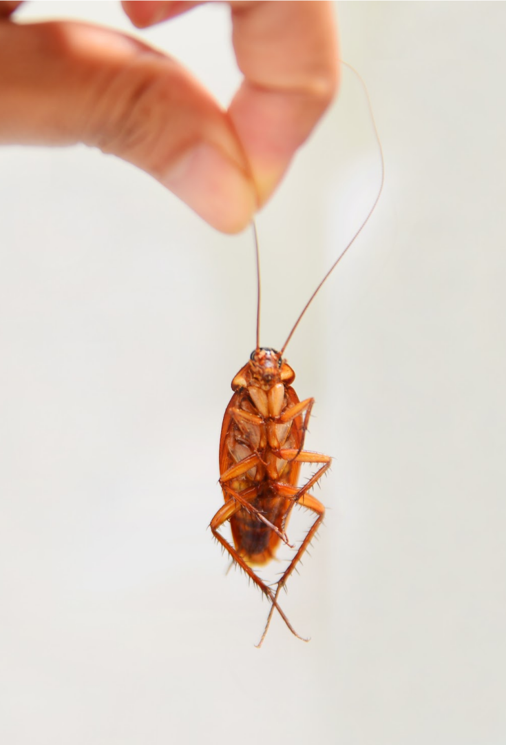This Company Will Pay You 2000 To Release 100 Cockroaches Into Your Home And Um Eww
