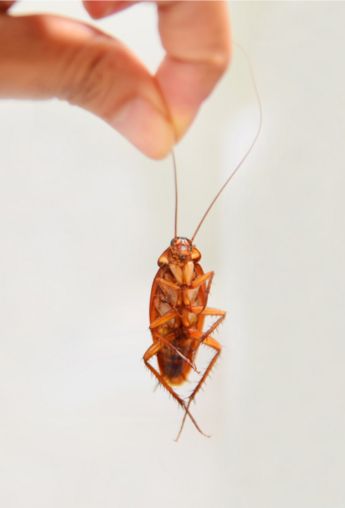 This Company Will Pay You 2000 To Release 100 Cockroaches Into Your