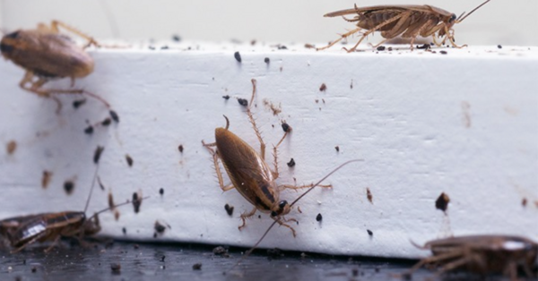 This Company Will Pay You $2,000 To Release 100 Cockroaches Into Your Home and Um, Eww